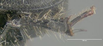 Media type: image;   Entomology 602108 Aspect: hind tibia